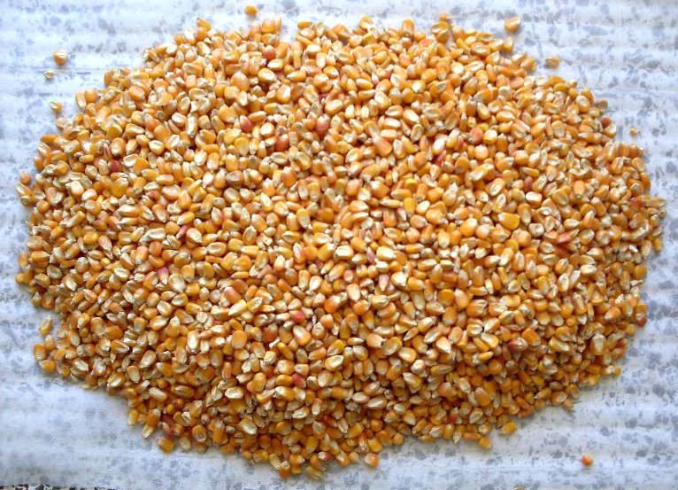 Corn Feed Exporter in India / Maize Feed Exporter in India